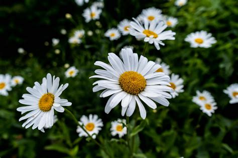 Selective Focus of White Daisy Flower · Free Stock Photo