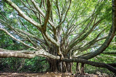 Banyan Tree, Maui, Hawaii Islands, Usa Photograph by Fat Tony - Pixels