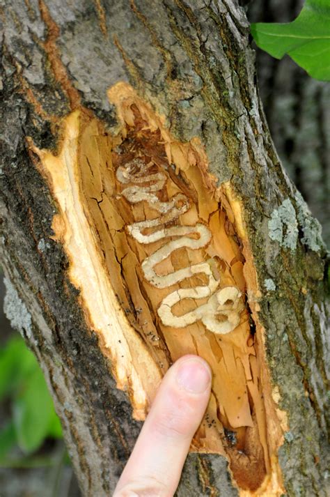 Insects in Firewood