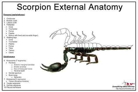 Scorpions External Anatomy - Shrimp and Snail Breeder