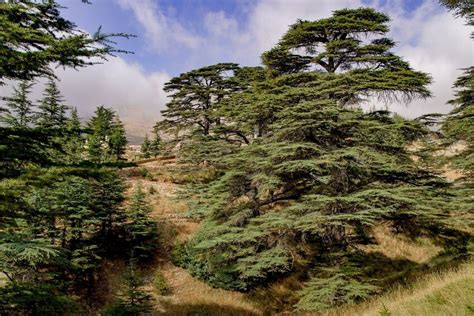 18 Different Types of Cedar Trees Around the World