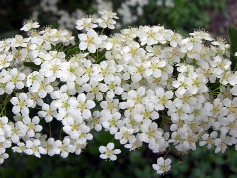 Angelica (2) | Angelica flower, White flowers, Angelica