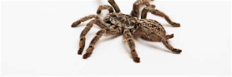 Tarantula venom points scientists to a new way to cause—and maybe cure—pain | Ars Technica