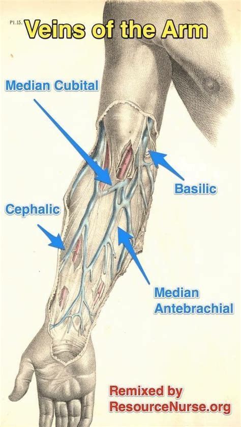 Veins of the Arm | Medical knowledge, Phlebotomy, Medical anatomy