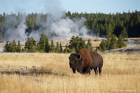 Yellowstone Bison – Zamia Ventures