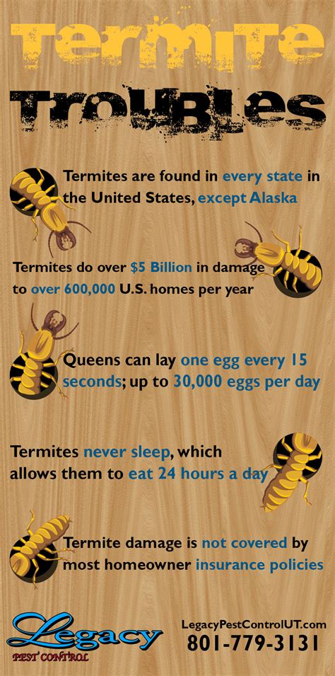 Early Signs of a Termite Infestation - Signs of Termite Damage