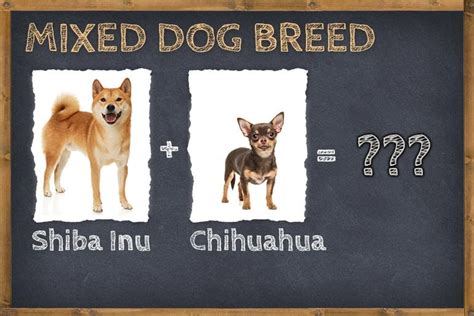 Shiba Inu Chihuahua Mix (Shiba Chi) Info, Pictures, & Facts | ZooAwesome