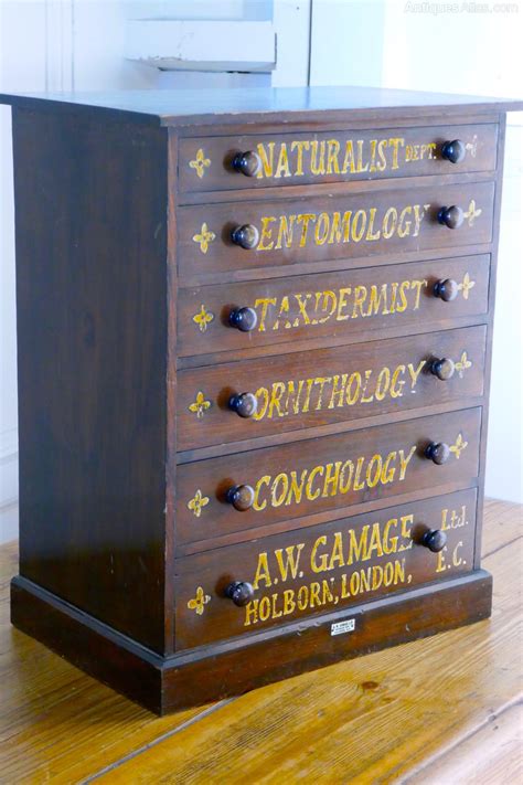 Natural History Collectors Cabinet, Drawers - Antiques Atlas