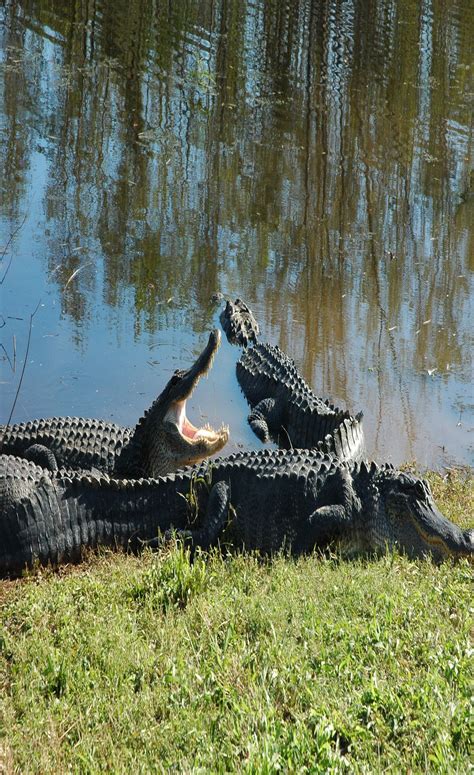 Alligators of Brazos Bend - Texas