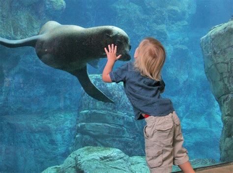 Aquarium of the Pacific brings the exciting ocean to life in Long Beach | Sun Newspapers