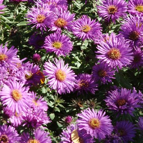 Aster novae-angliae 'Purple Dome' - Milaegers