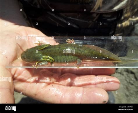 Barred Tiger Salamander Larvae