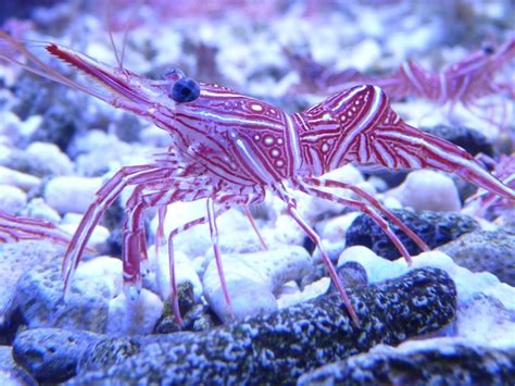 Premium Photo | Close-up of shrimp swimming in sea