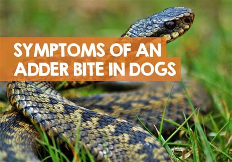 Adder Bite Dog Symptoms: How to Know Your Dog Was Bitten