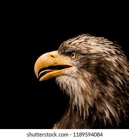 Bald Eagle Portrait Stock Photo (Edit Now) 1189594084