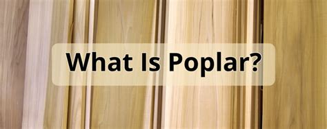 Poplar Wood – What is it? - Builders Surplus