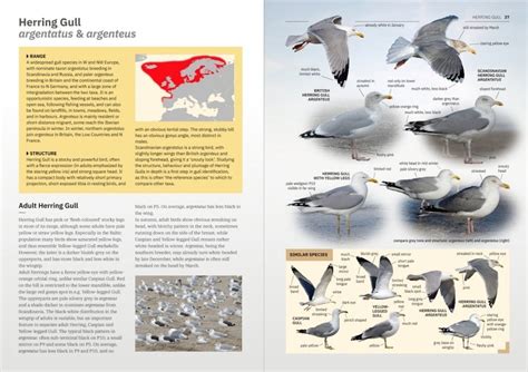 Gulls of Europe, North Africa, and the Middle East: An Identification Guide