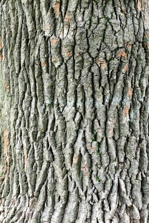 Oak Bark Of A Large Tree Photographed Close Up Stock Photo, Picture And ...