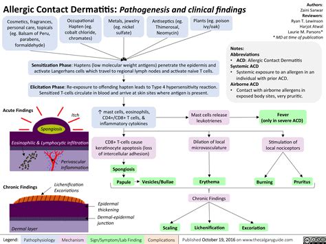 Allergic Contact Dermatitis: Pathogenesis and Clinical Findings | Calgary Guide