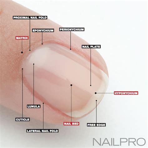 11 Parts of the Nail You Should Know | Nailpro