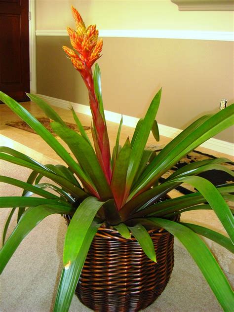 Exotic & Tropical Flowering Plants | Exotic house plants, Tropical ...