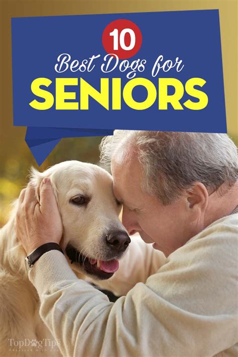 Top 10 Best Dogs for Seniors | Best dog breeds, Low maintenance dog breeds, Calm dog breeds