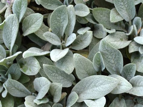 Silver Foliage Plants For Your Garden