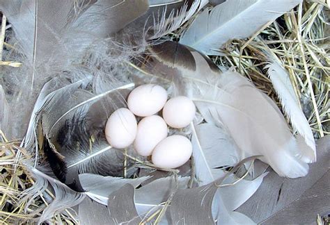 Tree Swallow: Nest and Eggs - Avian Report