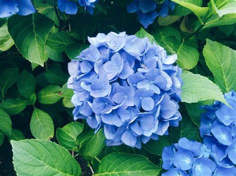 Coffee Grounds Are the Secret To Bold, Blue Hydrangeas