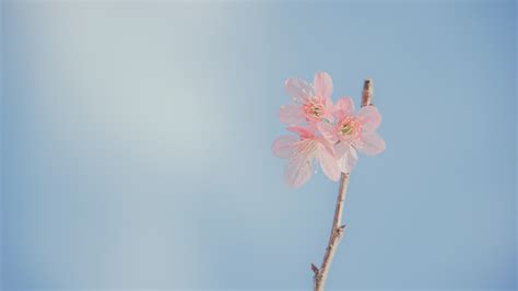 Free Images : beautiful flowers, bloom, blooming, blossom, branch, bright, bud, buds, close up ...