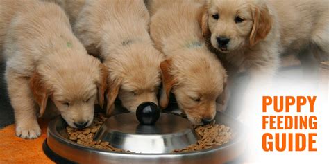 Puppy Feeding Guide – Frequency, Quantity, Ingredients & Tips