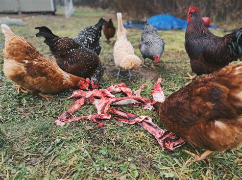 Do Chickens Eat Meat? Is It Safe? - The Homesteading RD