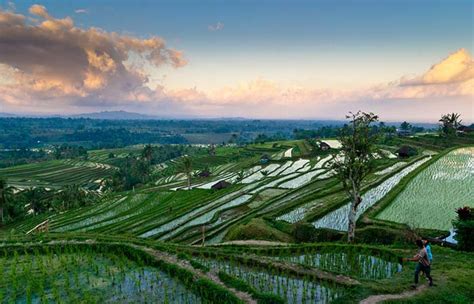 Jatiluwih Bali - Objek Wisata Pemandangan Sawah Terasering