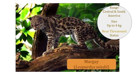 Margay (Leopardus wiedii) Classification