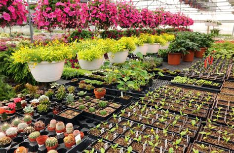 Plant Nurseries Near Me in the Klang Valley (2024)