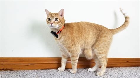 Tile Cat Tracker Bluetooth Cat Trackers For Collars | eduaspirant.com