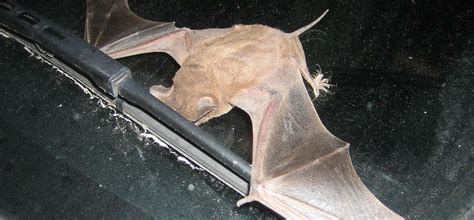 Have You Been Exposed to Florida Bat Feces? Know the Different Dangers ...