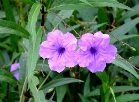 Mexican Petunia Care: How to Grow & Care for the Ruellia Brittoniana Plant