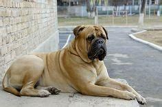 1. Bullmastiff This breed is known for its physical strength, protection instincts ...