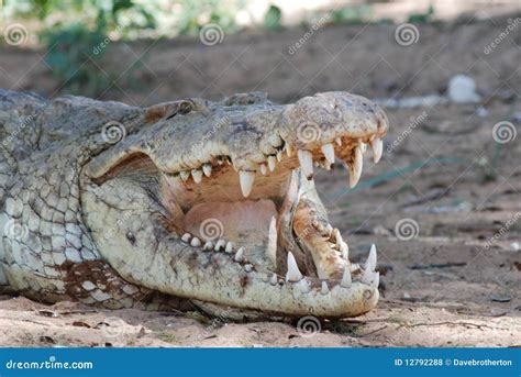 Crocodile Teeth Royalty Free Stock Photos - Image: 12792288