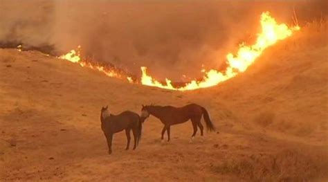 Teenage Students At Vintage Farm Help Rescue Animals Escaping Wildfires