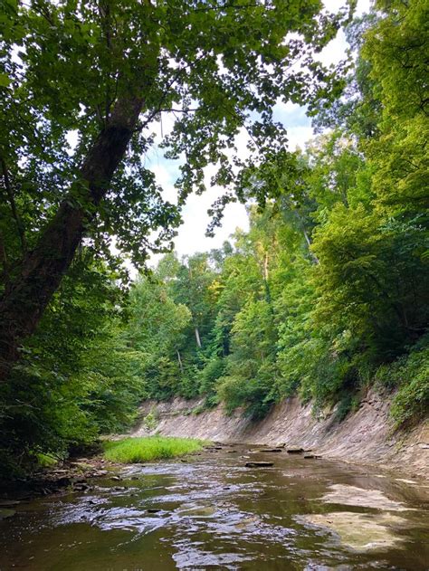 a river running through a lush green forest