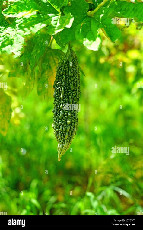 Goya bitter melon (momordica charantia) plant growing in Okinawa, Japan Stock Photo - Alamy