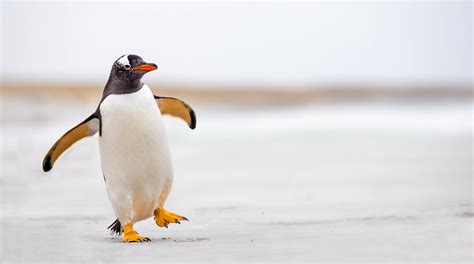 As penguins dive, their location data takes flight | Institute for the Oceans and Fisheries