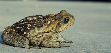 Are Dead Toads Poisonous To Dogs