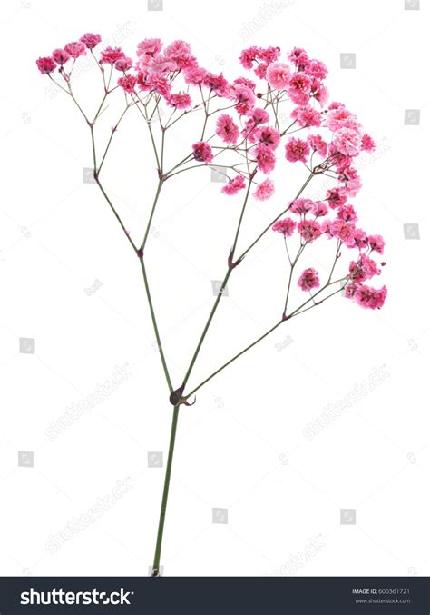 2,859 Baby's Breath Pink Images, Stock Photos & Vectors | Shutterstock