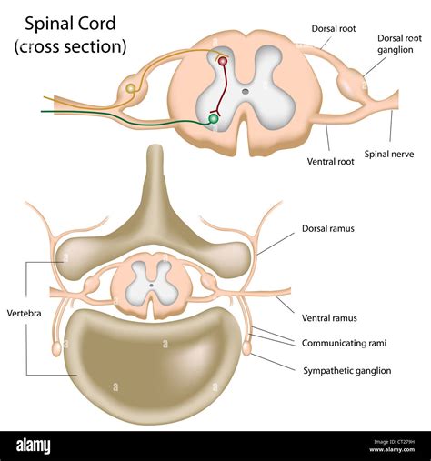 Cross section of the spinal cord Stock Photo - Alamy