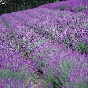 beautiful | Drought tolerant perennials, Types of lavender plants ...