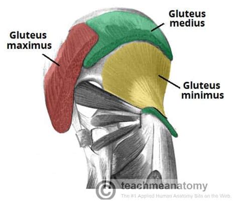 Muscles of the Gluteal Region - Superficial - Deep - TeachMeAnatomy