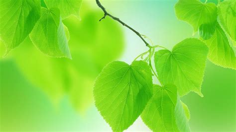 Leaves Green Nature Free Background HD desktop wallpaper : Widescreen : High Definition : Fullscreen
